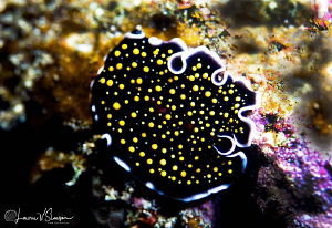 Gold-Spotted Polyclad Flatworm/Photographed with a Canon ... by Laurie Slawson 